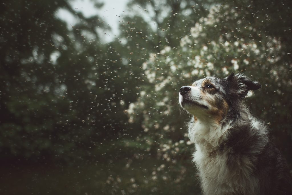 reviact pet supplements california pet health 2 help your dog beat seasonal allergies with science backed relief