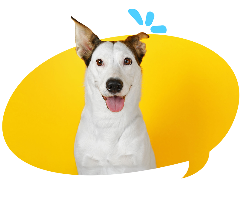 reviact pet supplements california pet health 45 1