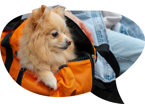 reviact pet supplements california pet health 50