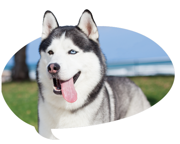 reviact pet supplements california pet health 59