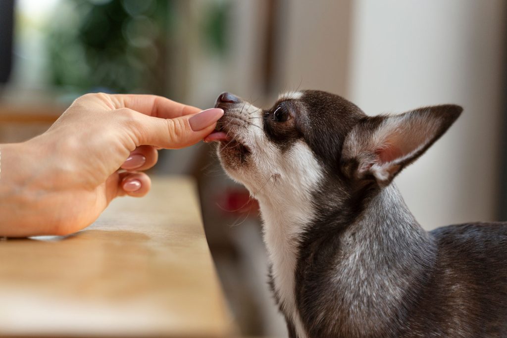 reviact pet supplements california pet health 4 why only a few dog supplements are truly delicious and backed by science, and why reviact stands out